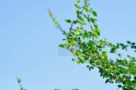 Photo for Pithecellobium dulce Roxb Benth,Madras thorn, Manila tamarind, FABACEAE plant and sky background - Royalty Free Image