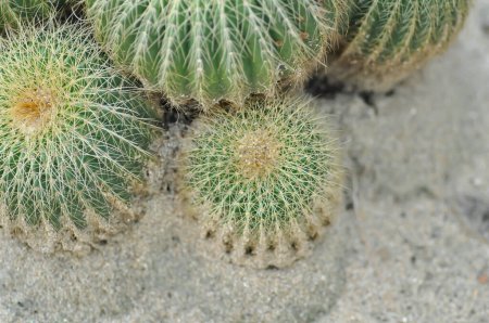 Téléchargez les photos : Mammillaria, mammillaria plumosa ou cactus plante ou succulent - en image libre de droit