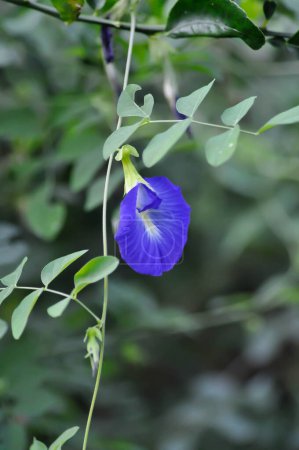 Photo for Butterfly pea , blue pea flower or Clitoria ternatea L or PAPILIONACEAE plant - Royalty Free Image