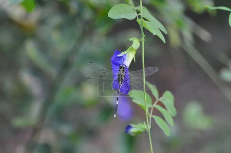 Photo for Dragonfly on the butterfly pea , blue pea flower or Clitoria ternatea L or PAPILIONACEAE  plant - Royalty Free Image