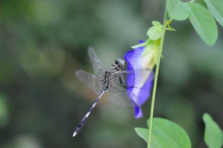 Photo for Dragonfly on the butterfly pea , blue pea flower or Clitoria ternatea L or PAPILIONACEAE  plant - Royalty Free Image