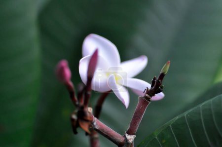 Foto de Frangipani, flor de frangipani o árbol de pagoda o brote o flor rosa - Imagen libre de derechos