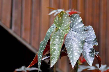 Téléchargez les photos : Begonia ou Begonia maculata, Begonia Maculata Usine de Wightii - en image libre de droit