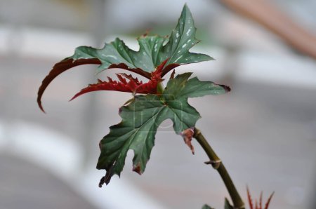Téléchargez les photos : Begonia leopatra, Begonia sp ou Begonia plante ou feuille rouge ou plante bicolore - en image libre de droit