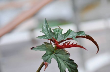 Téléchargez les photos : Begonia leopatra, Begonia sp ou Begonia plante ou feuille rouge ou plante bicolore - en image libre de droit