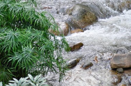 Foto de Cascada, roca y fondo de árbol o cascada o fondo de río - Imagen libre de derechos