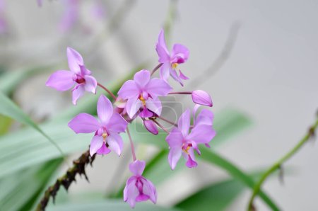 Foto de Orquídea de tierra, Spathoglottis o Acanthephippium o Bletia o Calanthe o flor púrpura o púrpura Spathoglottis - Imagen libre de derechos