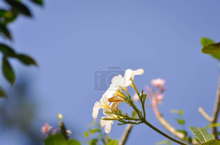 Foto de Frangipani, flor de frangipani o árbol de pagoda o flores blancas y cielo azul - Imagen libre de derechos