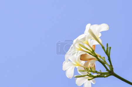Foto de Frangipani, flor de frangipani o árbol de pagoda o flores blancas y cielo azul - Imagen libre de derechos