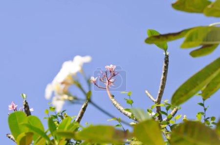 Foto de Frangipani, flor de frangipani o árbol de pagoda o flores rosadas y cielo azul - Imagen libre de derechos