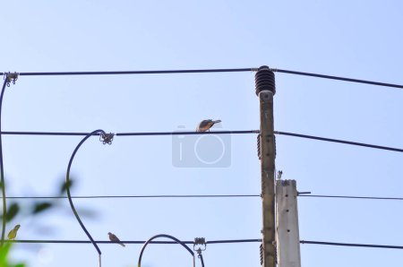 Photo for Cable and a bird , dove on the cable or electric wire - Royalty Free Image