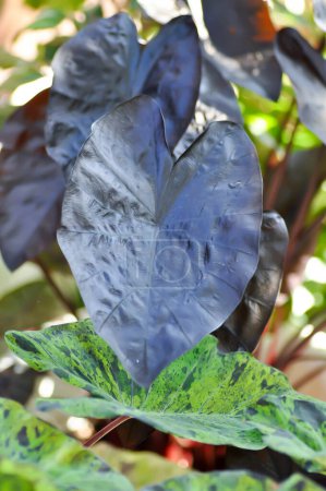 Photo for Colocasia black ripple , Colocasia or black Colocasia plant - Royalty Free Image