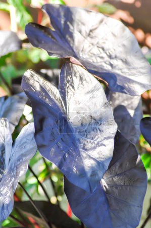 Photo for Colocasia black ripple , Colocasia or black Colocasia plant - Royalty Free Image