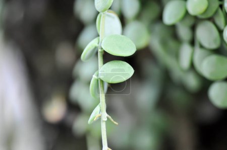 Foto de Dischidia nummularia Variegata, Dischidia nummularia Variegatege plant - Imagen libre de derechos