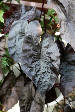 Téléchargez les photos : Colocasia black ripple , Colocasia or black Colocasiaor black plant - en image libre de droit