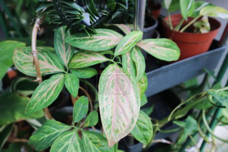 Téléchargez les photos : Tricolor Nephthytis, Syngonium podophyllum or ARACEAE or Syngonium or pink leaf or pink plant - en image libre de droit