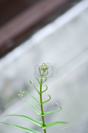 Foto de Pteris vittata o Pteris vittata L o helecho, planta de helecho en el jardín - Imagen libre de derechos