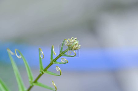 Foto de Pteris vittata o Pteris vittata L o helecho, planta de helecho en el jardín - Imagen libre de derechos