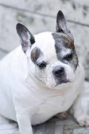 Photo for Dog or French bulldog or old dog ,old french bulldog - Royalty Free Image