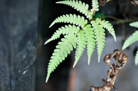 Photo for Fern ,Nephrolepis cordifolia or Chain Fern in the garden - Royalty Free Image