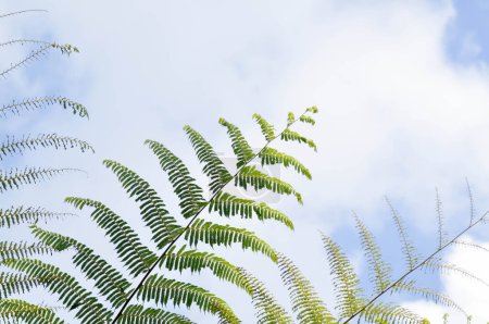 Photo for Golden Moss or Chain Fern ,Cibotium barometz or Nephrolepis cordifolia plant and sky - Royalty Free Image