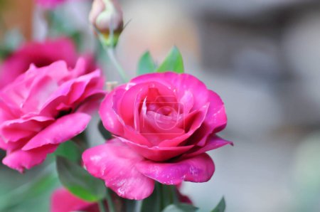 Foto de Eustoma, Eustoma grandiflorum or  Gentianceae or Irish rose or Lisianthus or Magenta flowers - Imagen libre de derechos