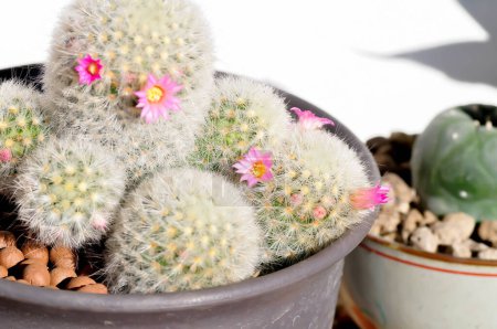 Téléchargez les photos : Mammillaria carmenae, Mammillaria ou cactus ou succulentes ou Mammillaria carmenae avec des fleurs roses dans le pot de fleurs - en image libre de droit