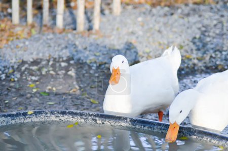 Téléchargez les photos : Duck or ducks on the farm or eating duck - en image libre de droit