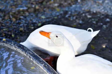 Téléchargez les photos : Duck or ducks on the farm or eating duck - en image libre de droit