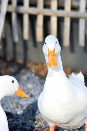 Téléchargez les photos : Duck or ducks on the farm , farm animal - en image libre de droit
