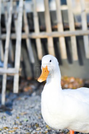 Téléchargez les photos : Duck or ducks on the farm , farm animal - en image libre de droit