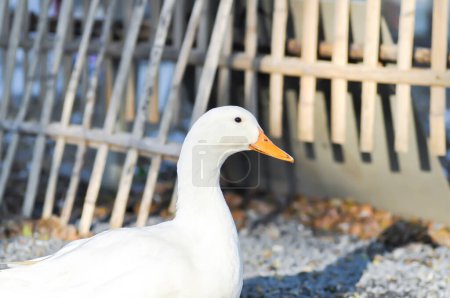 Téléchargez les photos : Duck or ducks on the farm - en image libre de droit