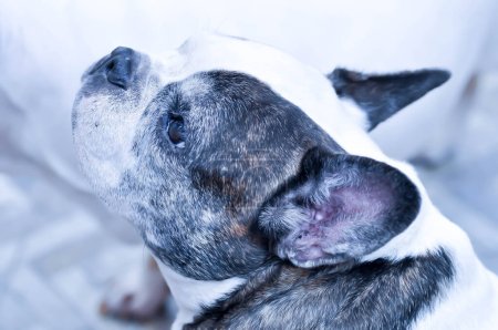 Foto de Perro o bulldog francés o perro viejo, perro pobre - Imagen libre de derechos