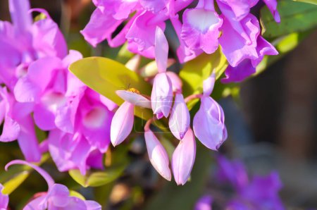 L'orchidée de Guaria Morada, fleur nationale d'osta Ricas ou chidaceae ou orchidée violette ou orchidée violette