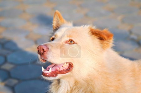 Téléchargez les photos : Chien blanc ou chien couché, chien endormi ou chien bronzé sur le sol - en image libre de droit