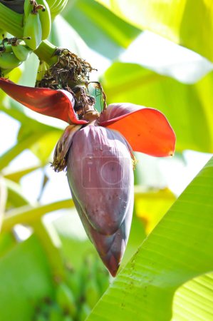 Photo for Banana or banana plant, banana tree or Banana blossom on the banana tree - Royalty Free Image