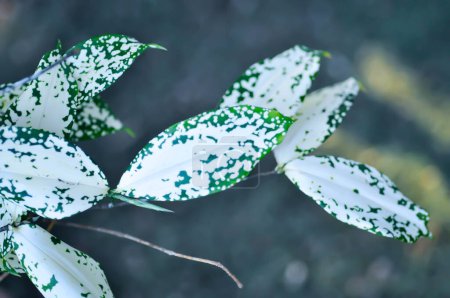 Téléchargez les photos : Dracaena surculosa Lindl, Poussière d'or dracaena ou bicolore Dracaena ou plante bicolore - en image libre de droit