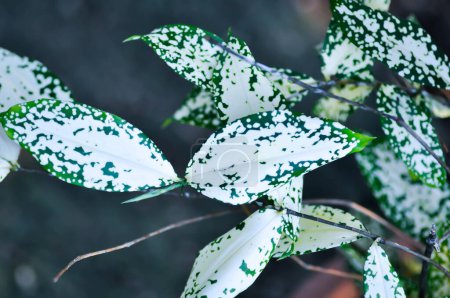 Téléchargez les photos : Dracaena surculosa Lindl, Poussière d'or dracaena ou bicolore Dracaena ou plante bicolore - en image libre de droit