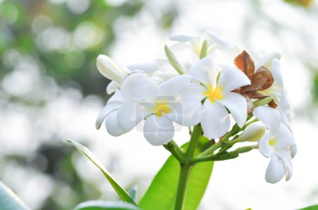 Foto de Frangipani, flor de frangipani o árbol de pagoda o flores blancas - Imagen libre de derechos