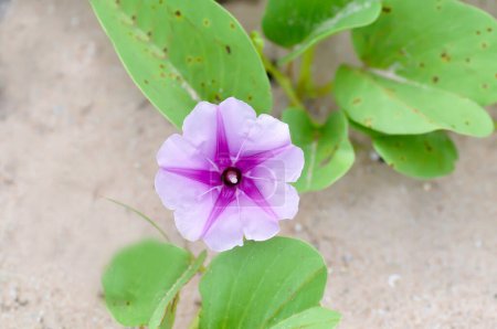 Photo for Convolvulaceae or  Beach morning glory or Goats foot on the beach - Royalty Free Image