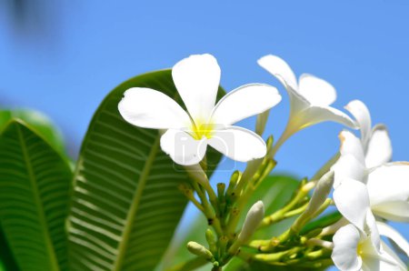 Foto de Frangipani, flor de frangipani o árbol de pagoda o flor blanca y fondo del cielo - Imagen libre de derechos