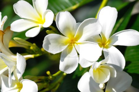 Photo for Frangipani, frangipani flower or pagoda tree or white flower - Royalty Free Image
