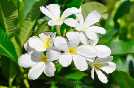 Foto de Frangipani, flor de frangipani o árbol de pagoda o flor blanca - Imagen libre de derechos
