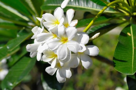 Foto de Frangipani, flor de frangipani o árbol de pagoda o flor blanca y fondo del cielo - Imagen libre de derechos