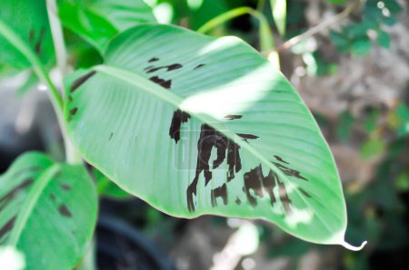 Photo for Banana plant, blood banana or Musa acuminata or Musa balbisiana leaf - Royalty Free Image