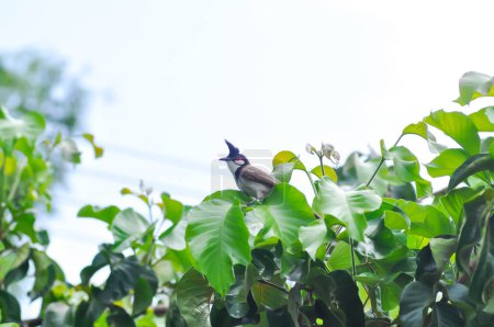 Téléchargez les photos : Arbre, oiseau et ciel ou Bulbul murmuré rouge sur le santol - en image libre de droit