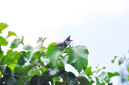 Photo for Tree , bird and sky or Red whiskered Bulbul on the santol tree - Royalty Free Image