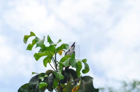 Téléchargez les photos : Arbre, oiseau et ciel ou Bulbul murmuré rouge sur le santol - en image libre de droit