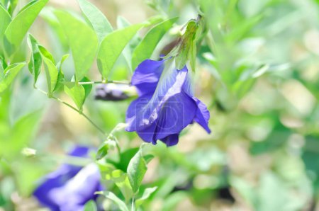 Foto de Guisante mariposa, flor de guisante azul o planta Clitoria ternatea L o PAPILIONACEAE - Imagen libre de derechos
