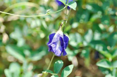Photo for Butterfly pea , blue pea flower or Clitoria ternatea L or PAPILIONACEAE or purple flower - Royalty Free Image